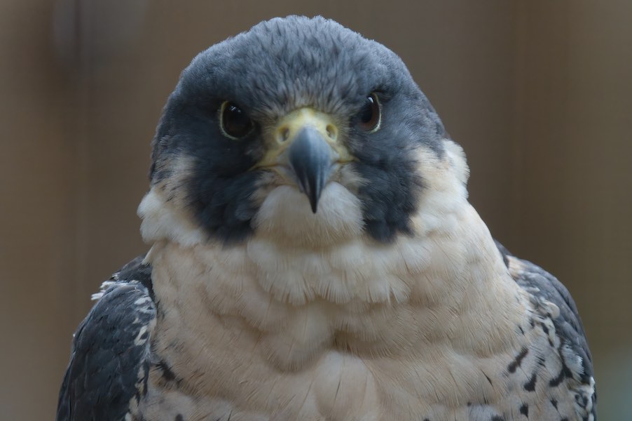 Peregrine Falcon 2